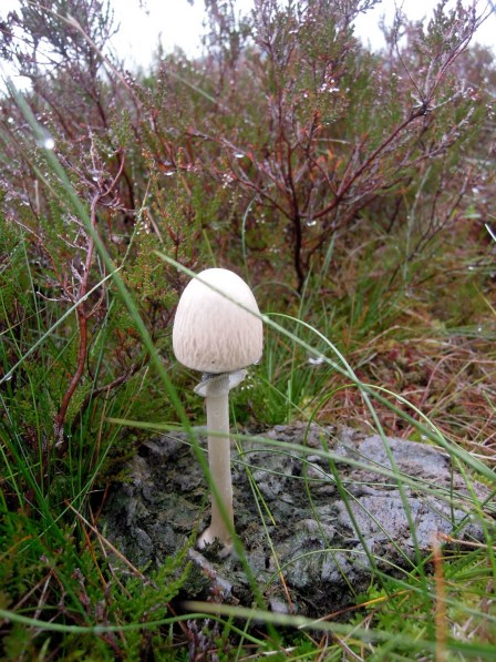 Skinny white mushroom in a cow pat