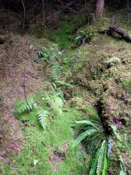 Greenery on the hillside