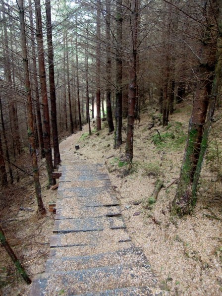 Path covered in brown evergreen needles
