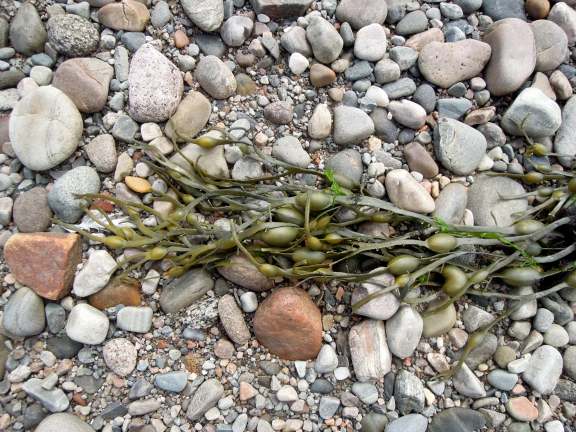 Green seaweed on rocky beach