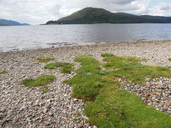 Tufty green grass on the rocky beach on Caol waterfront