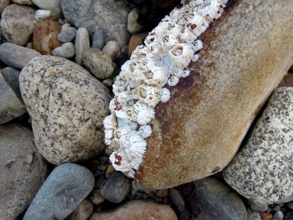 Brown oblong rock with barnacles covering one surface