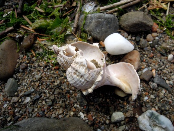 Spiraling small seashell with some of its sides worn away, revealing the center spire