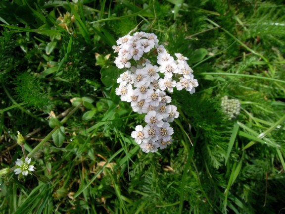Tiny white flowers in a cluster, maybe yarrow