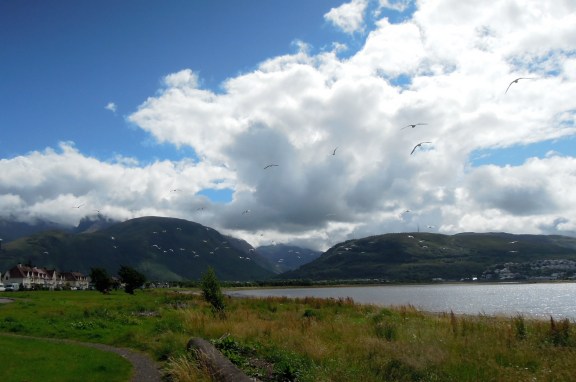 Birds flying through the air at Caol waterfront