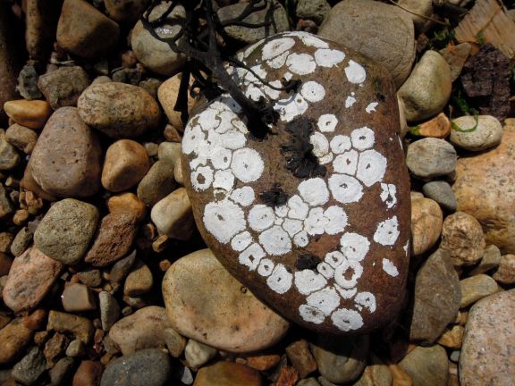 Roundish white marks on a brown stone, from barnacles