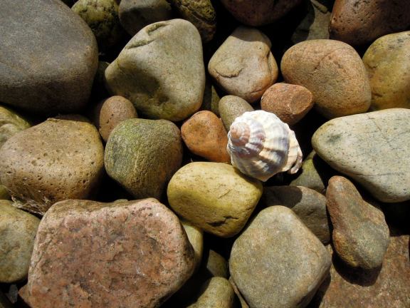 Tiny spiraling shell among brown and tan rocks