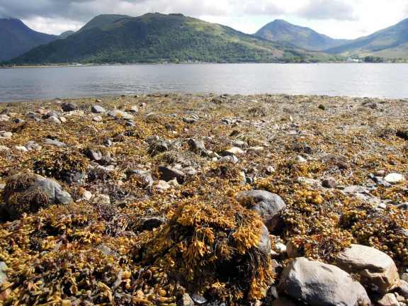 Brown seaweed all over the shore at Loch Leven