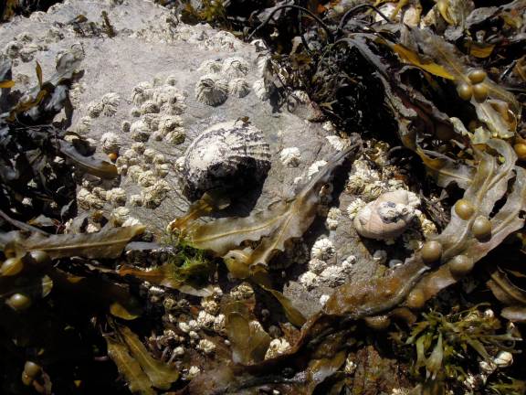 Barnacles, limpet, seaweed, and rock