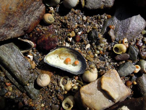 Tiny orange snail shells inside a mussel shell