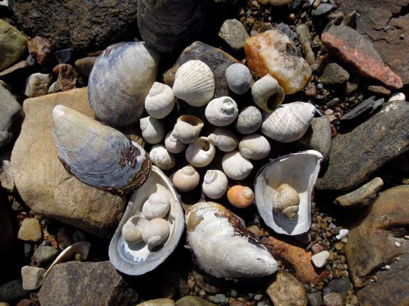 Collection of mussel and snail shells
