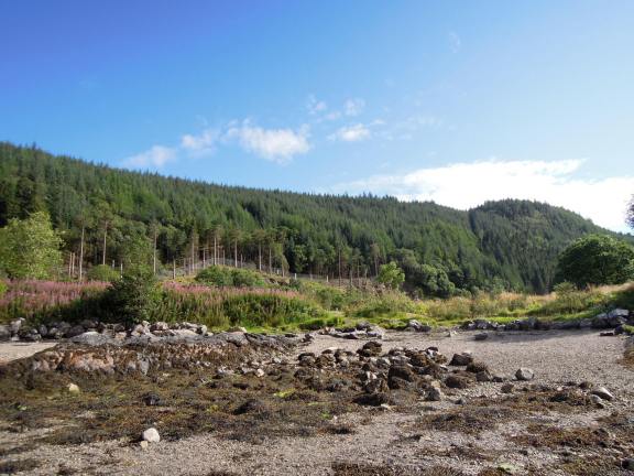 Evergreens on the mountain next to Loch Linnhe
