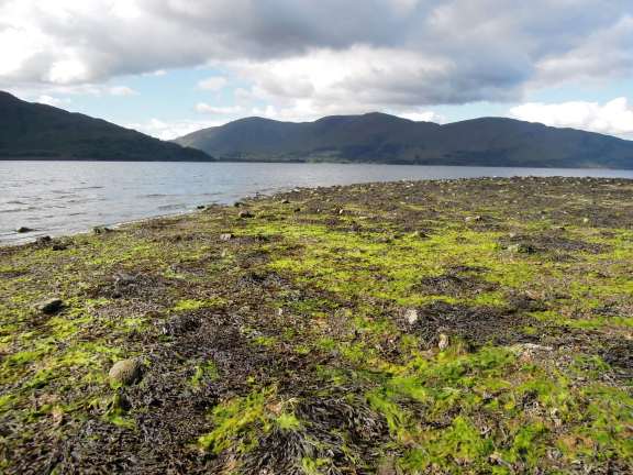 Seaweed covering the beach at Loch Linnhe