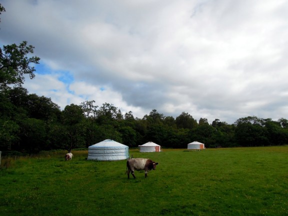 These cows were not supposed to be here, yet they appeared in the camp every morning and night. Once there were four of them. On one of the mornings a farmer drove into the field, opened the fence, and shooed the cows through it. He said to me, "I don't know how they're getting through!" Cows next to the yurts