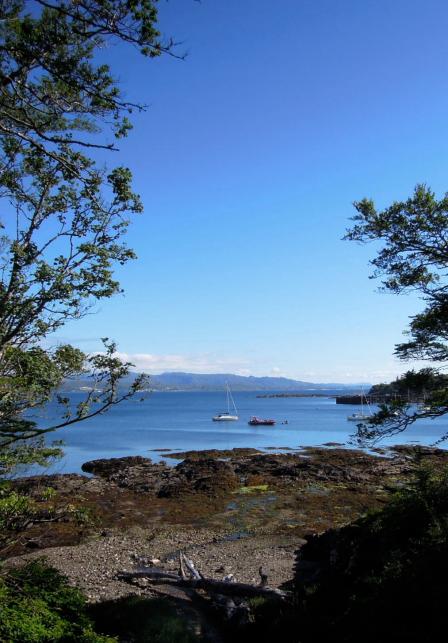 Here's a view of the water from between some trees. View of the water through trees