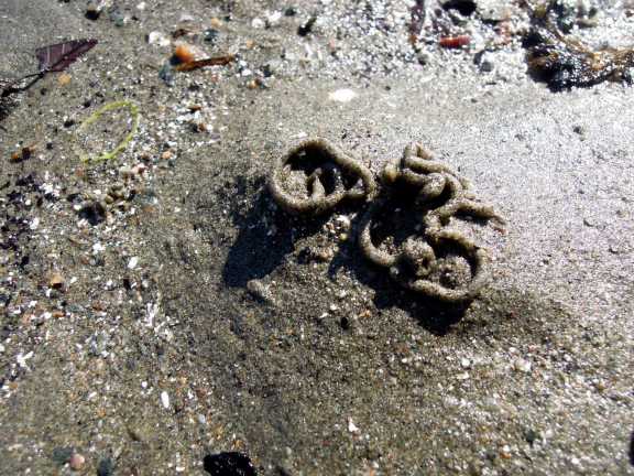We kept seeing these funny little sand-poop squiggles over the beaches in the Highlands. Erik saw one get extruded from the sand, and though we dug underneath, we didn't find anybody. Internet says it's probably lugworms. Worm castings on the beach