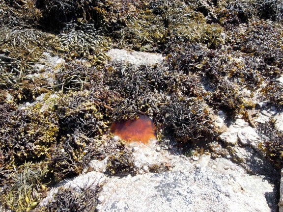 Dead jelly. Dead orangey jellyfish on the beach