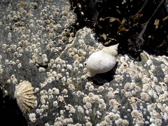 I took a couple of the tiny spiral shells home with me too. I need to look up what these things are called so I can stop referring to them as spiral shells. They're probably just snails. Little shells and tiny barnacles