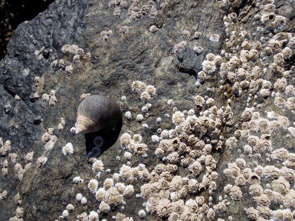I felt bad walking over the barnacle-covered rocks. I hope I didn't kill too many little creatures (assuming the barnacles are alive?). Small beautiful spiral shell and tiny barnacles