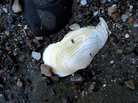 Not sure what kind of shell this is. Some kind of clam, I guess? White clam shell (razor clam or similar)
