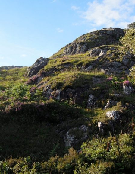 I think the pinky stuff is heather. It gives Scottish greenery that lovely kiss of bright color. Green hills with heather