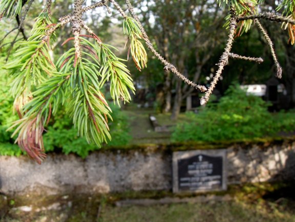 Pine branches overhanging a plot