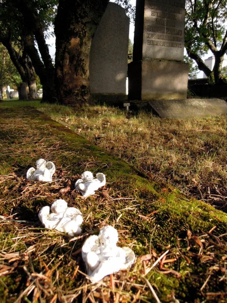 Tiny white angels in the fallen pine needles