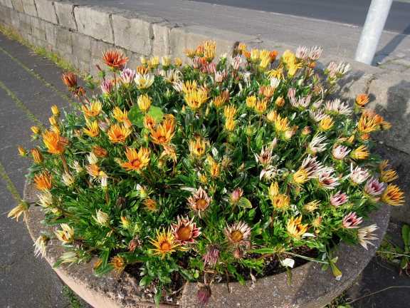 Along Tjörnin, the city pond, at late afternoon. Big circular concrete pot of flowers (asters?) in shades of pink, yellow, white, and orange.