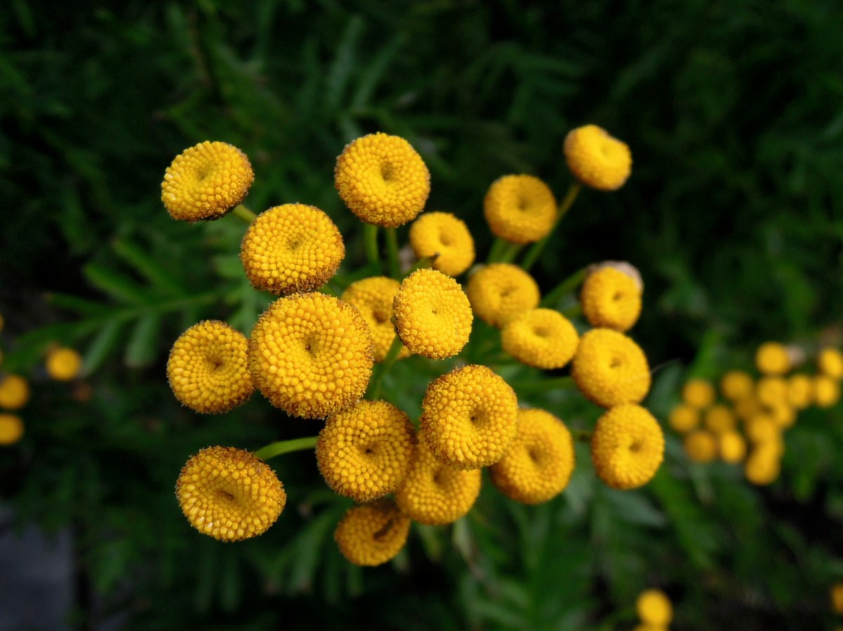 Yellow circles or flower centers