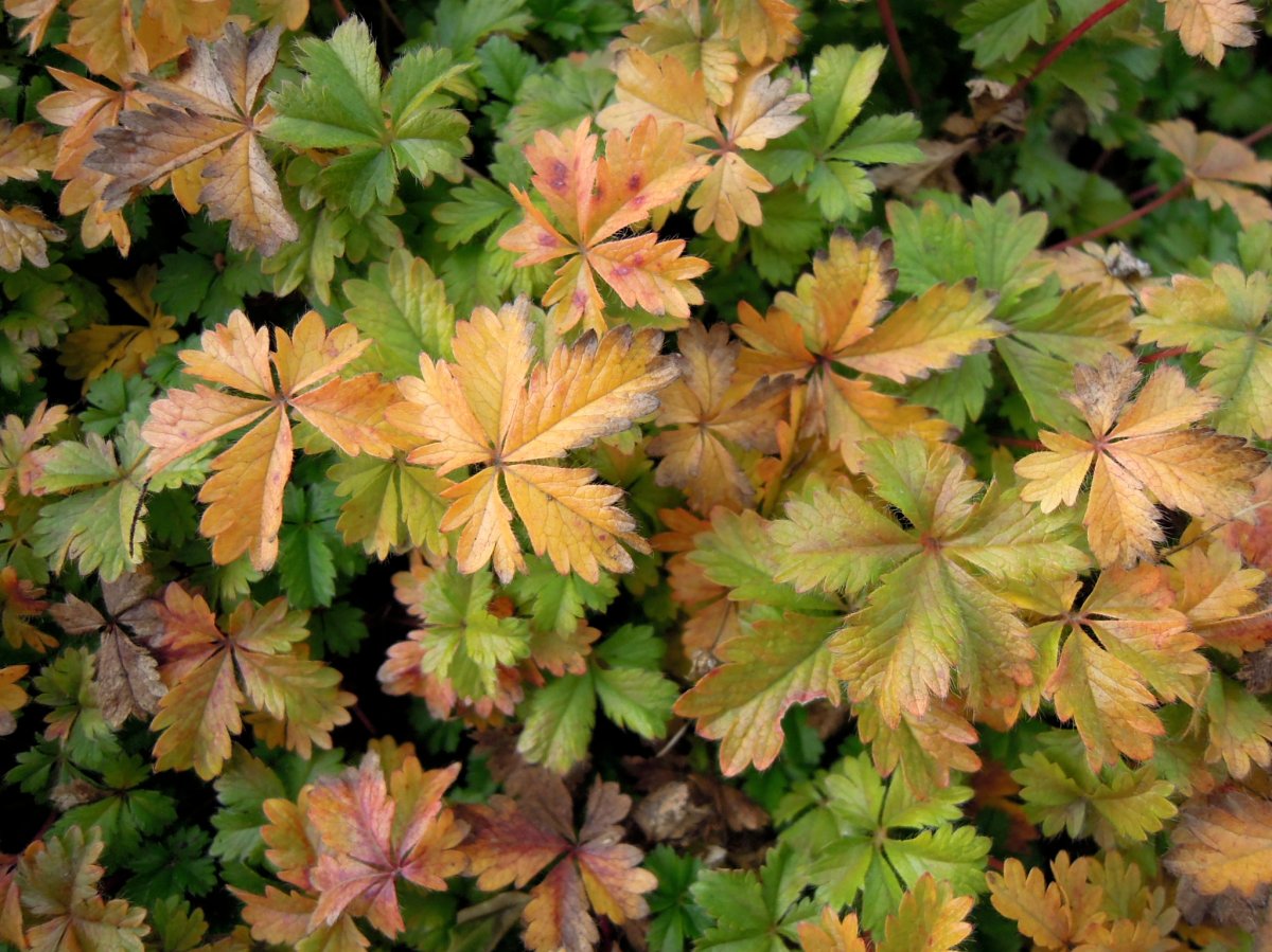 Peachy-gold and green leaves