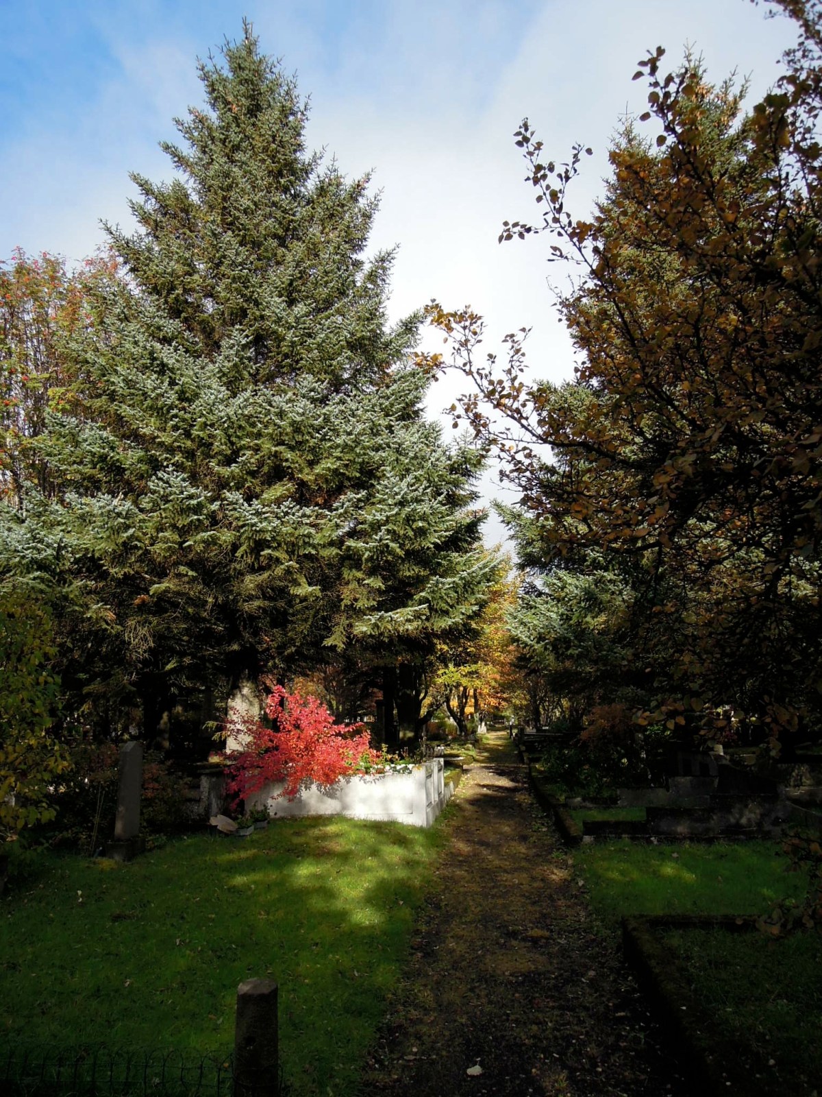 Big evergreen with a flaming-red shrub under it