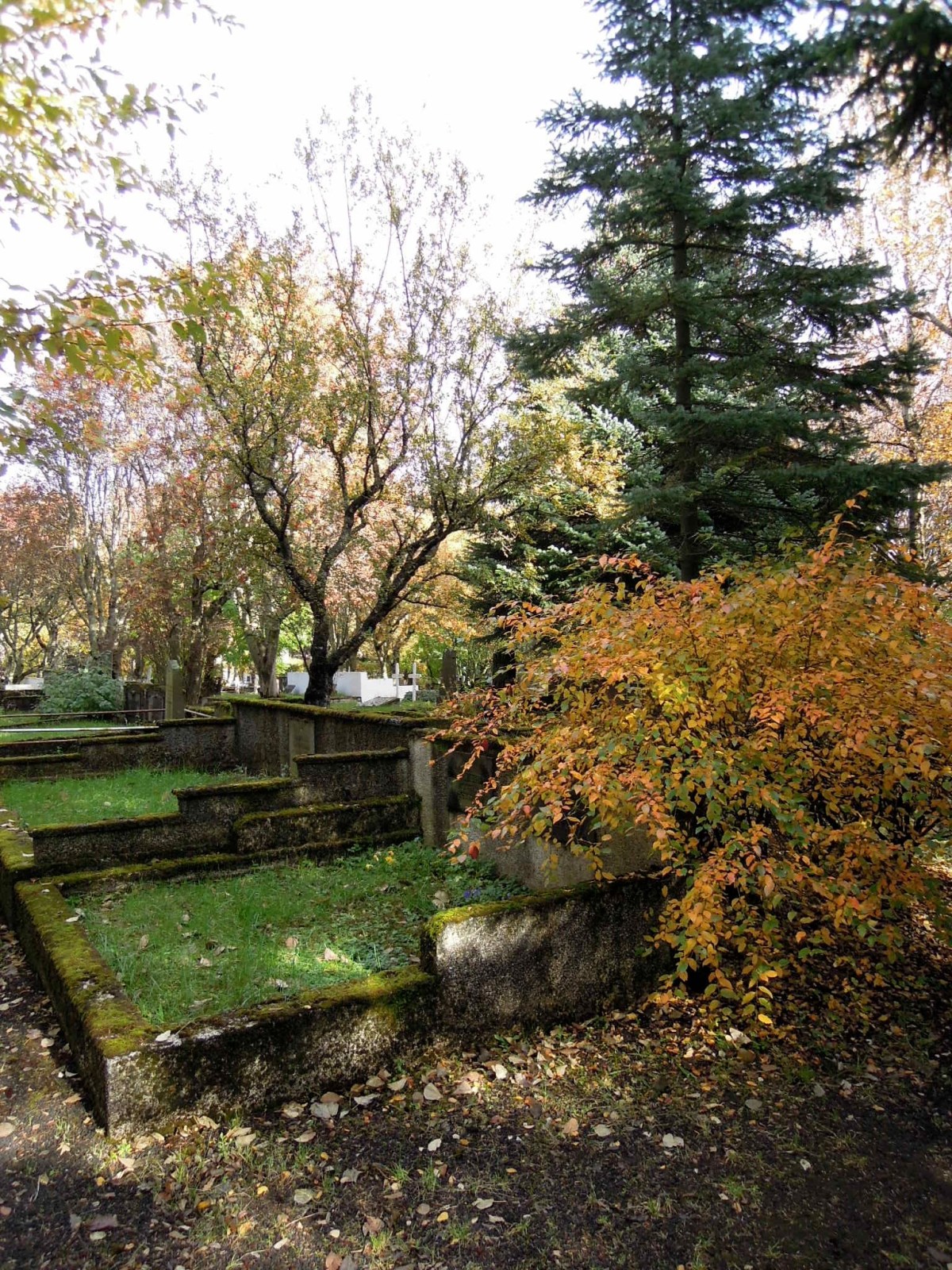 Mixed evergreens and autumn deciduous trees