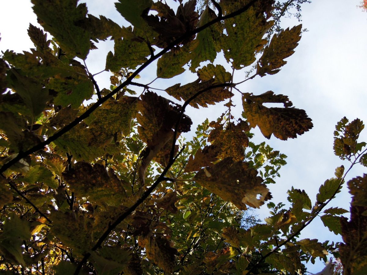 Leaves against the sky
