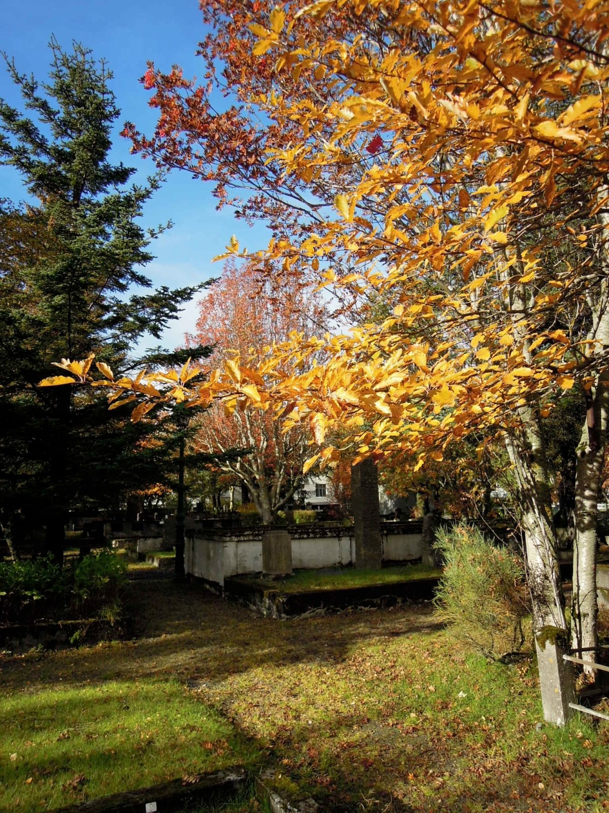 Orange and golden leaves