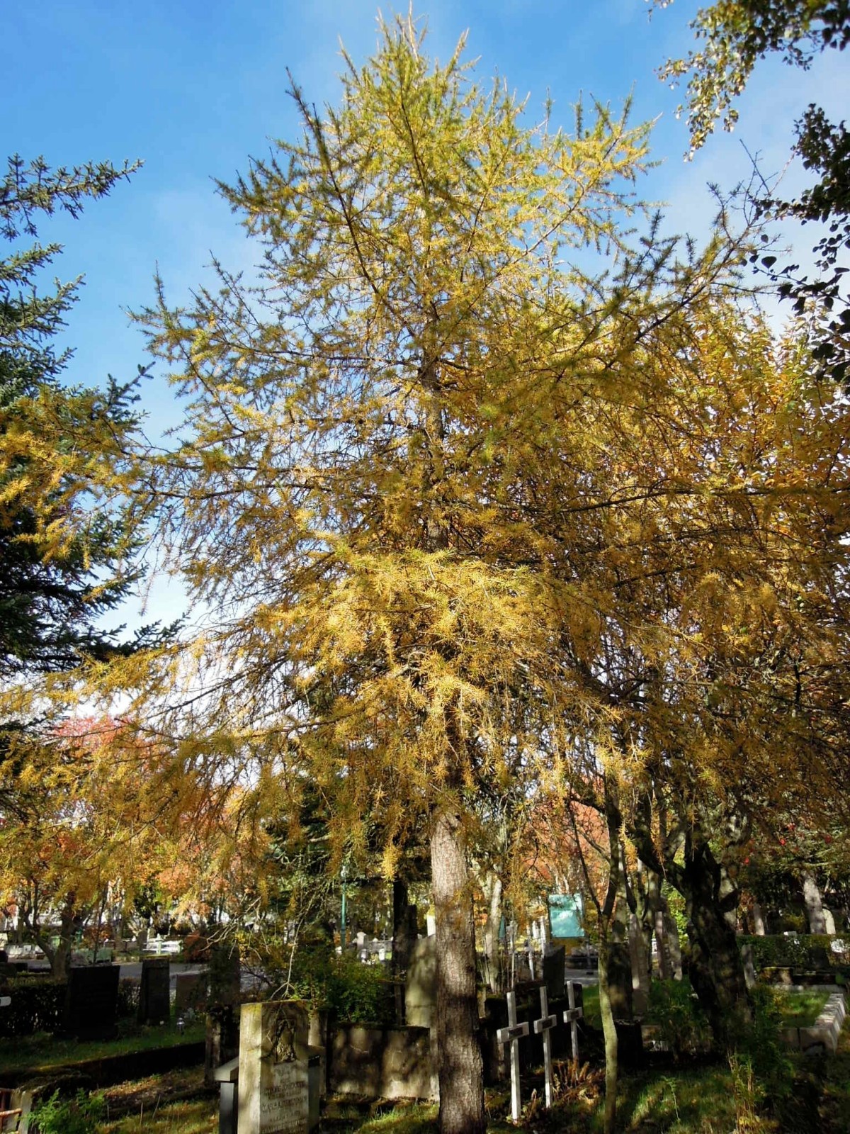 Drapey yellowing leaves