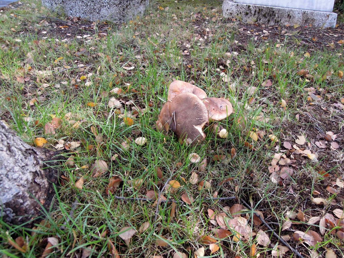 Big brown round mushrooms