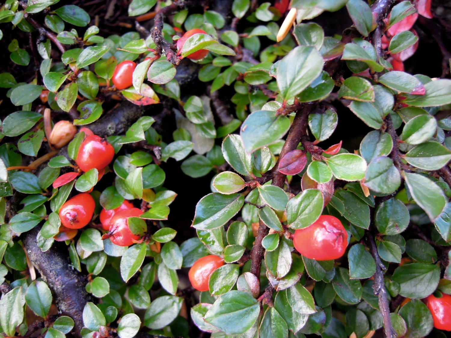 Red berries, green leaves