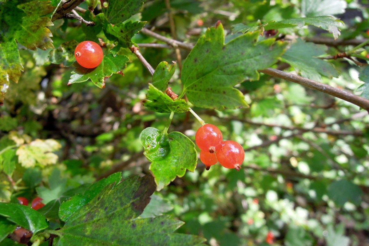 Red berries on a tree