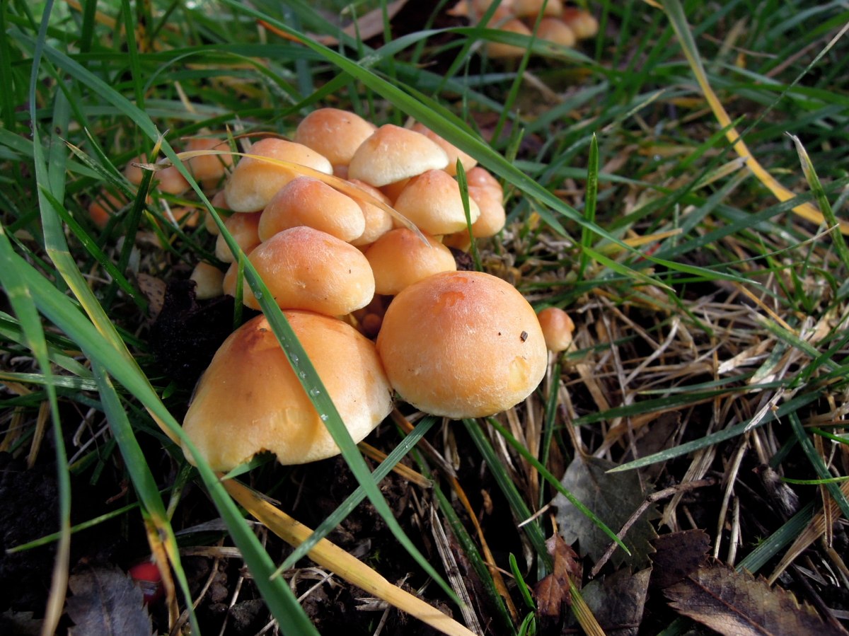 Orange mushrooms