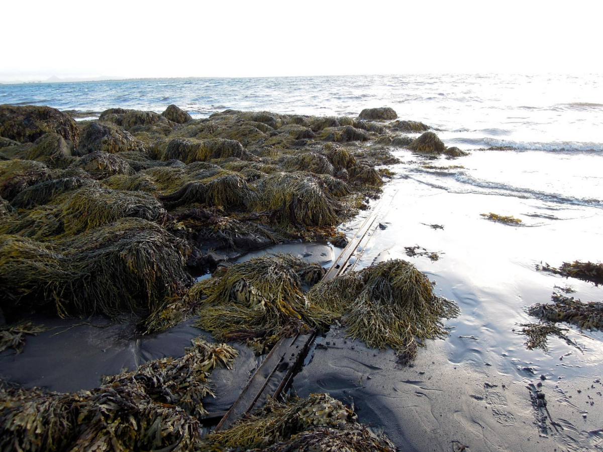 Seaweed on the beach
