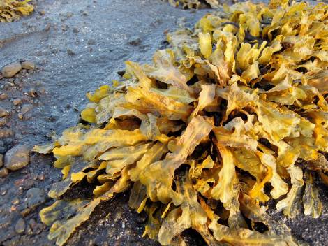 Bright yellow-orange-green seaweed