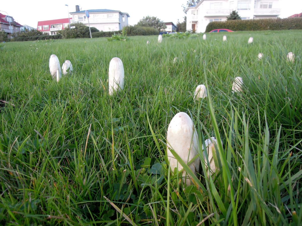 Tall white mushrooms with nearly conical caps
