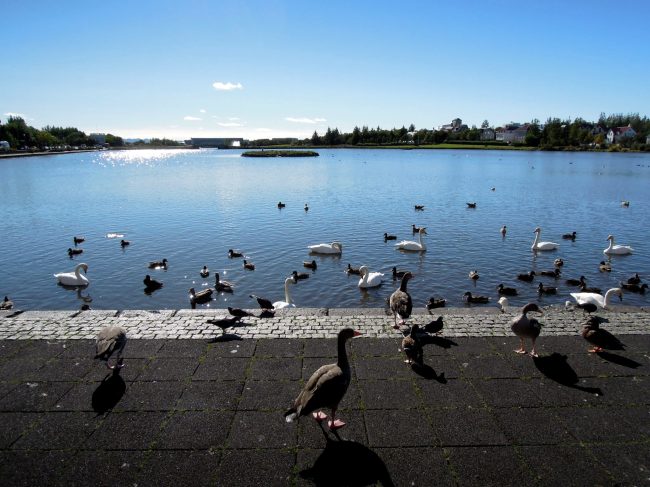 Waterfowl on Tjörnin