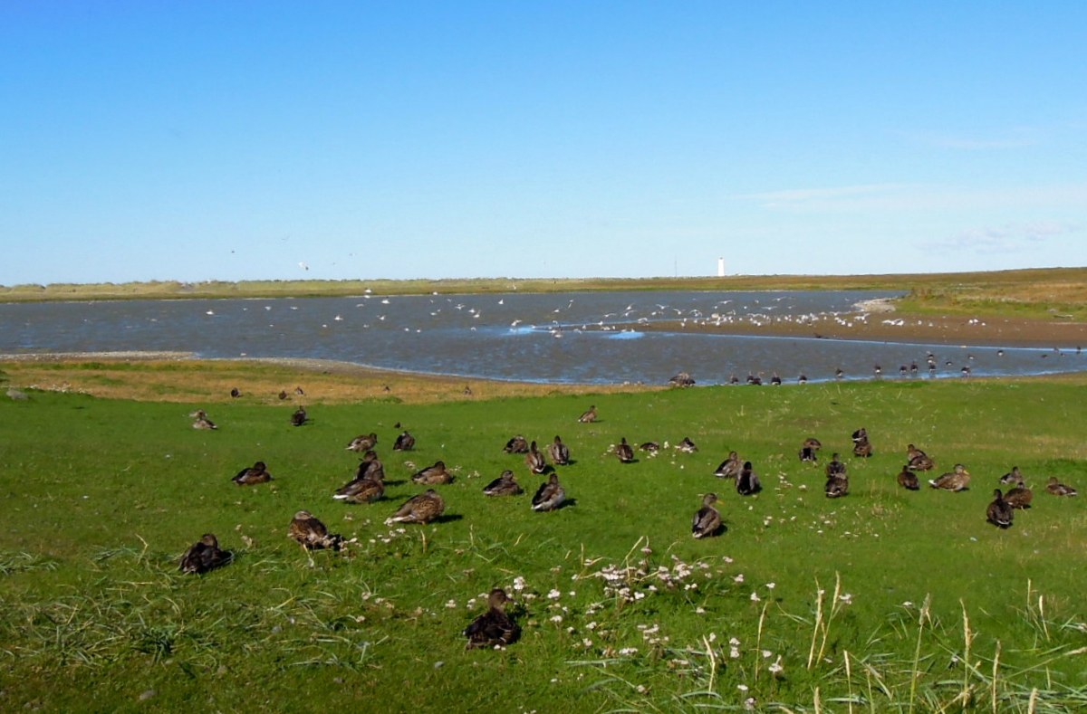 Ducks, geese, and seabirds at Bakkatjörn