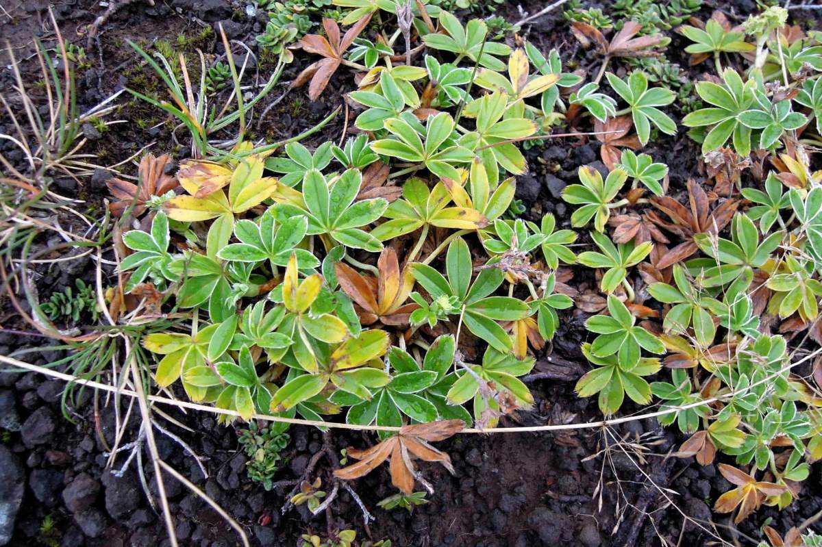 Groundcover with pointed leaves in a starry shape