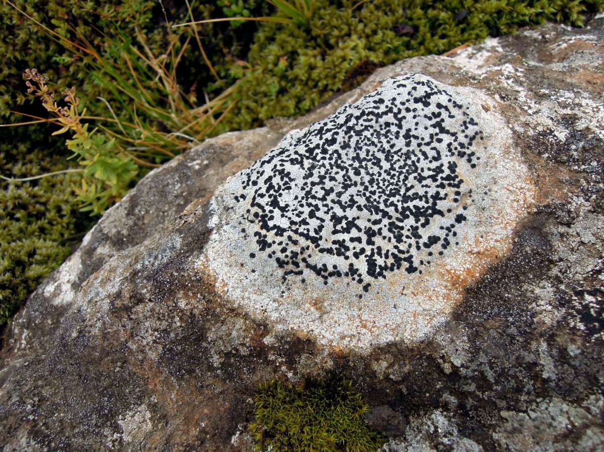 Circular markings (lichen?) on a rock