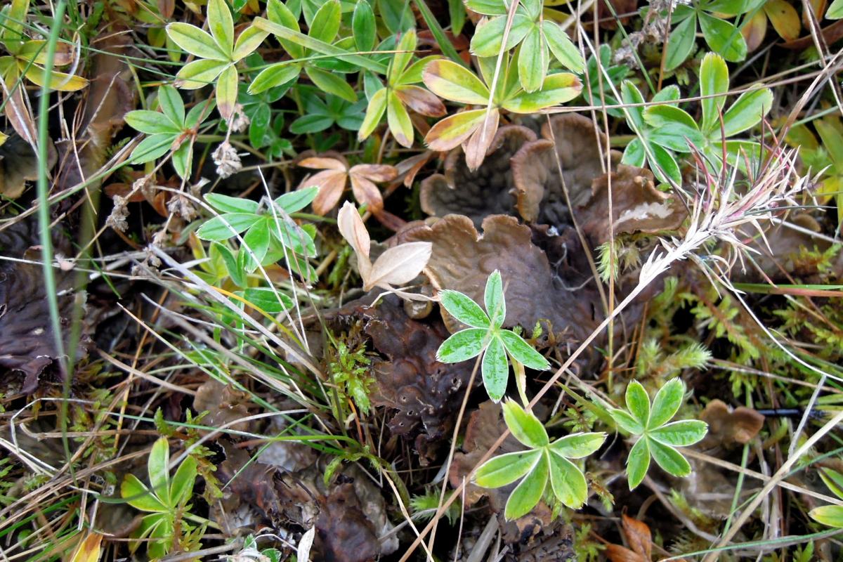 Green plants with cloud-shaped brown fungi underneath