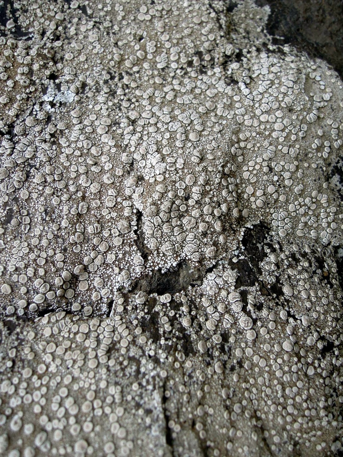 Pattern of tiny circular dots on a rock (lichens?)