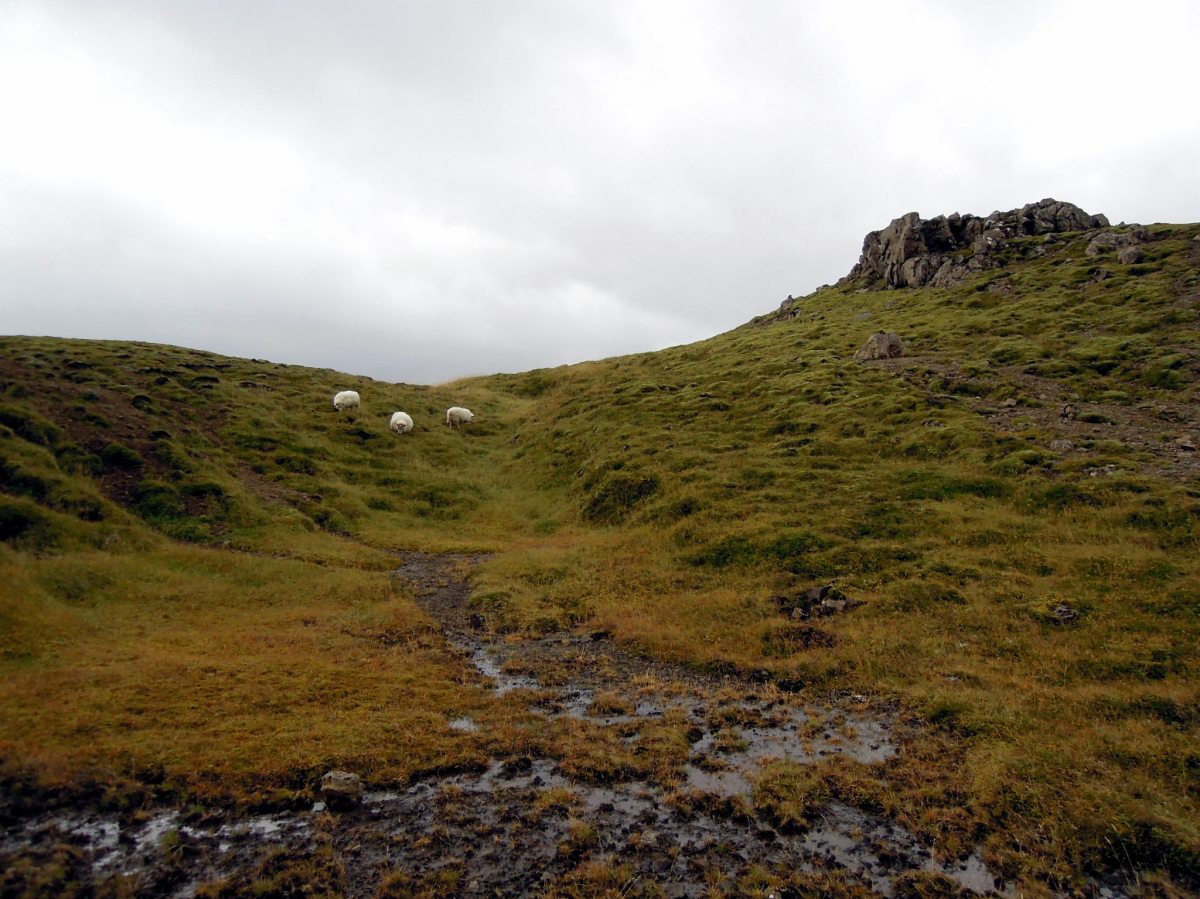 Sheep on a hilltop
