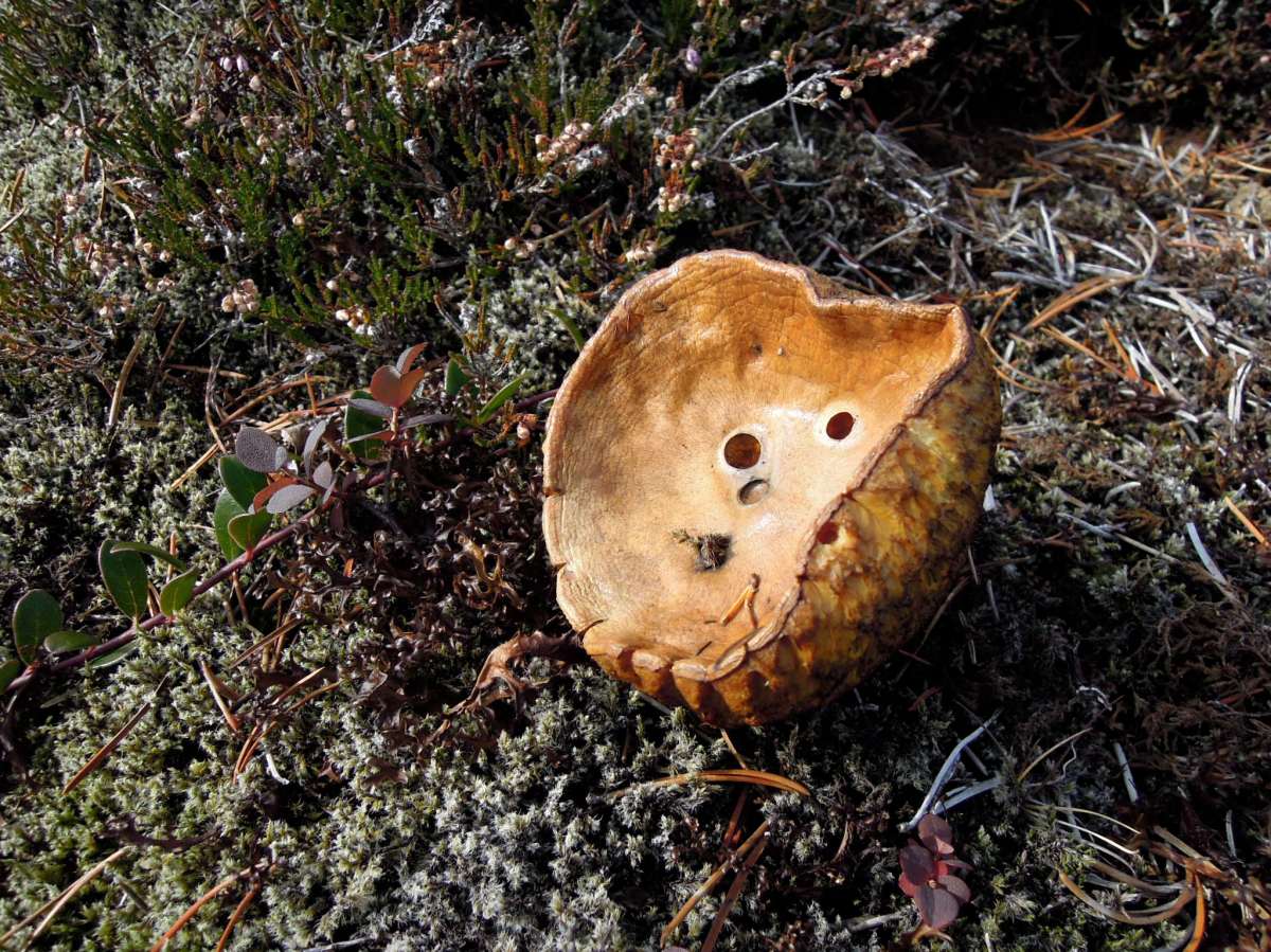 Cup-shaped golden-brown mushroom with holes in it